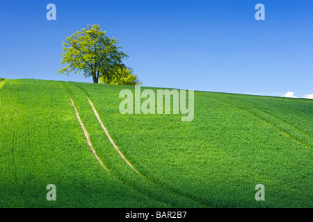 Alberi (faggi) sul crinale del campo di fattoria. Surrey, Regno Unito. Foto Stock