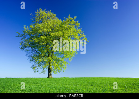 Unico faggio nel campo di giovani raccolto. Surrey, Regno Unito. Foto Stock