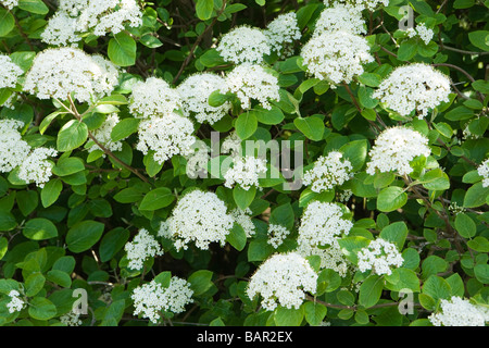 Wayfaring-tree, Viburnum lantana, in fiore. Surrey, Regno Unito Foto Stock