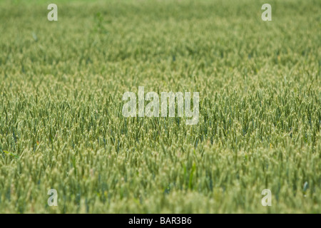 wheat field (Triticum) Foto Stock