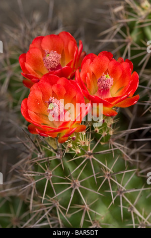 Claret Cup cactus fiori che fioriscono in primavera nel deserto del Chihuahuan Foto Stock