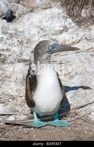 Blu-footed Booby del blu piedi sono particolarmente luminose durante la stagione di nidificazione. Foto Stock