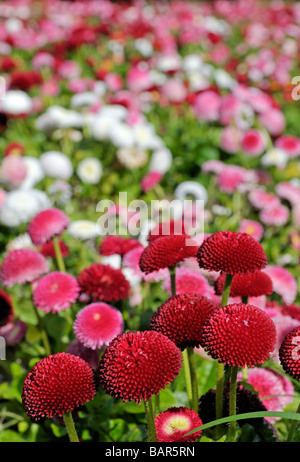 Red daisy Bellis perennis Cultivar Pomponette doppio daisy Foto Stock