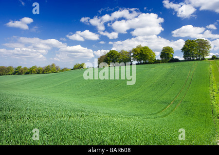 Campo di fattoria con giovani raccolto. Surrey, Regno Unito Foto Stock