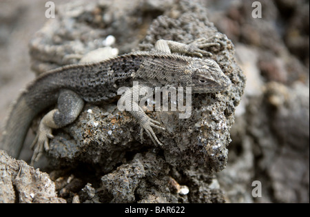 La Lava Lizard, Microlophus albemarlensis, Tropiduridae, Punta Espinoza, Fernandina Island, Isole Galapagos, Ecuador Foto Stock