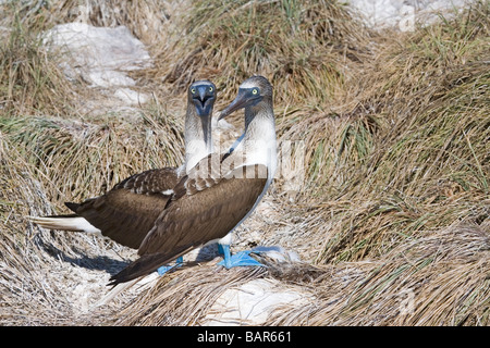 Coppia di Blu-footed Boobies Foto Stock