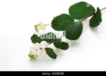 Snowberries (Symphoricarpos albus), vista in elevazione Foto Stock