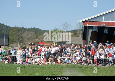 Le vacche appena viene rilasciato per la primavera, lotti di peopels guardando a questo evento. Un nuovo li culturale in Svezia Foto Stock