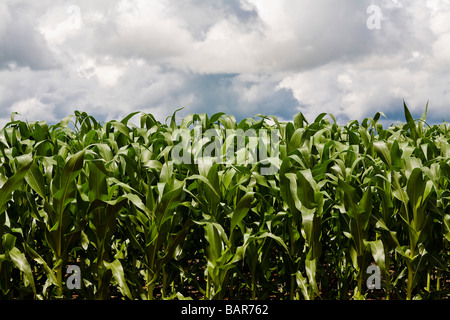 Agricoltura piantagione di mais BR 163 road a Mato Grosso membro Brasile Foto Stock