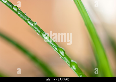 Close-up di goccioline di acqua su una lama di pianta di erba Foto Stock