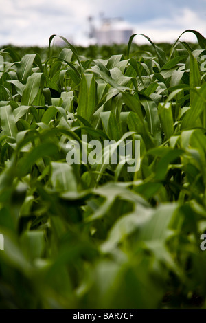 Agricoltura piantagione di mais e silos BR 163 road a Mato Grosso membro Brasile Foto Stock