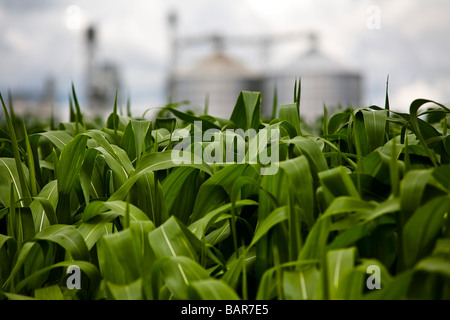 Agricoltura piantagione di mais e silos BR 163 road a Mato Grosso membro Brasile Foto Stock