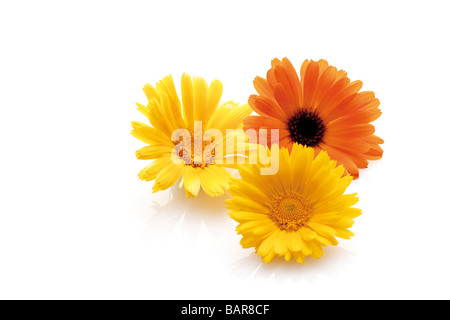 Fioriture di calendulas (Calendula officinalis) Foto Stock