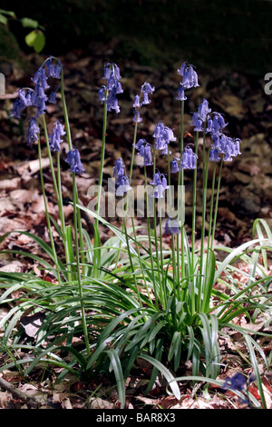 Bluebells Staffhurst nei boschi vicino a Oxted Surrey Foto Stock