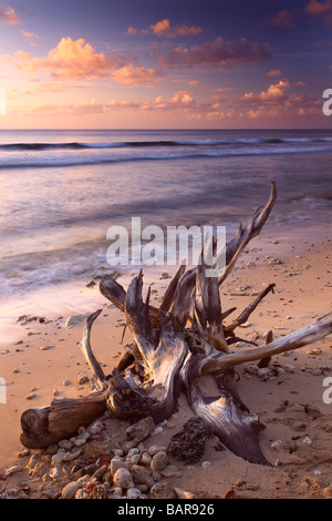 Tronchi di alberi o driftwood vicino Speightstown o 'Little Bristol' pier close-up, la seconda più grande città in Barbados, 'St. Peter' Foto Stock