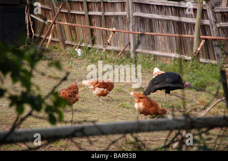 Un po' di back yard farm su Watling Avenue, bruciato Quercia, London, England, Regno Unito Foto Stock
