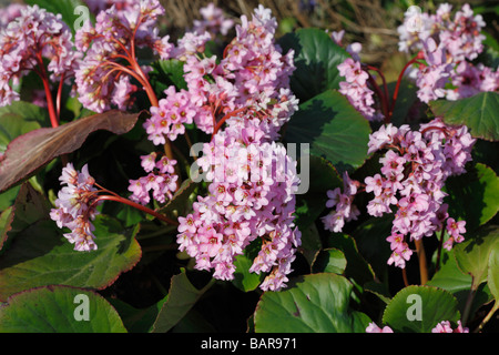 BERGENIA close up di fiori Foto Stock