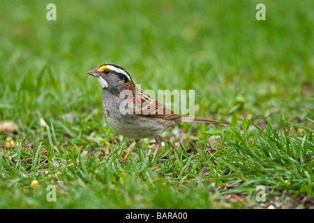 Bianco-throated sparrow rovistando in erba Foto Stock