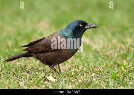 Femmina adulta Grackle comune rovistando in erba Foto Stock