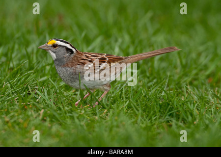 Bianco-throated sparrow rovistando in erba Foto Stock