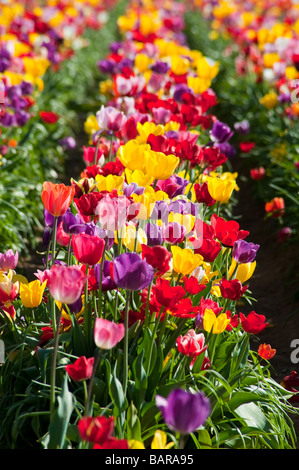 Un grande campo di fioritura di tulipani colorati piantato in file Foto Stock