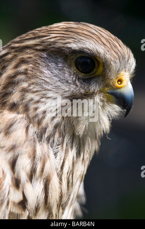 Ritratto di un comune gheppio (Falco tinnunculus) Foto Stock