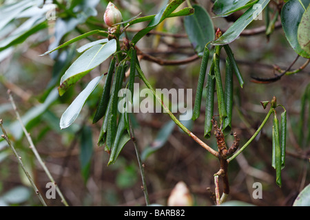 Improvvisa MORTE DI QUERCIA PHYTOPHTHORA KERNOVIAE ARIEL deperimento su rododendro Foto Stock