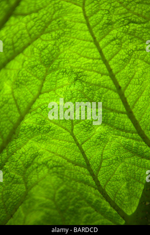 Close up immagine retroilluminata di una foglia di una pianta di Gunnera mostrante la texure e vibrante verde della pianta, Ness giardini, Cheshire, Regno Unito Foto Stock