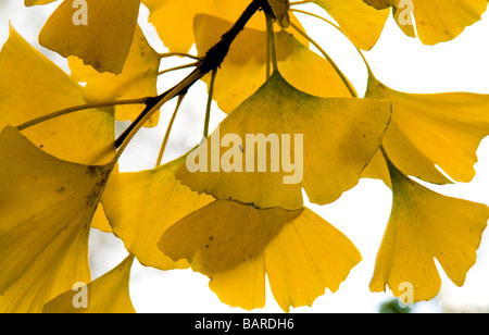 Il Ginkgo Biloba tree. In autunno, Kelvedon, Essex Foto Stock