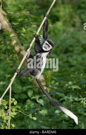 Black and White Colobus Monkey (Colobus guereza occidentalis) captive, Zoo, REGNO UNITO Foto Stock