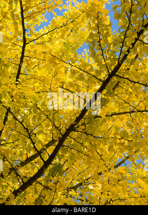 Il Ginkgo Biloba tree. In autunno, Kelvedon, Essex Foto Stock