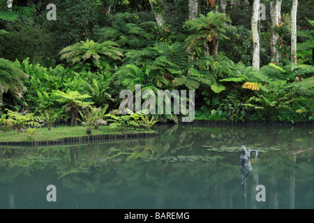 Sub lussureggiante vegetazione tropicale a bordo d'acqua Foto Stock