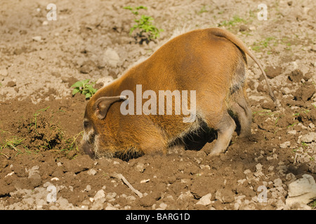 Red River Hog (Potamochoerus porcus), Captive, Port Lympne Wild Animal Park, Regno Unito Foto Stock