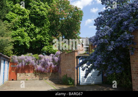 Il Glicine fiorisce coperchio parete da giardino Foto Stock