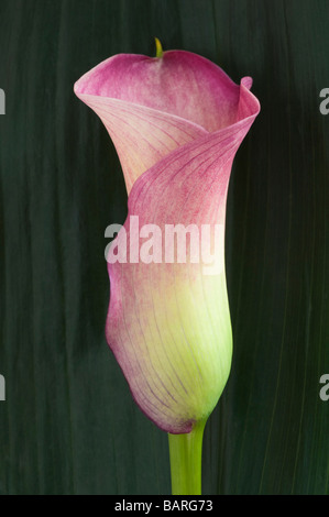 Giglio di Calla Foto Stock