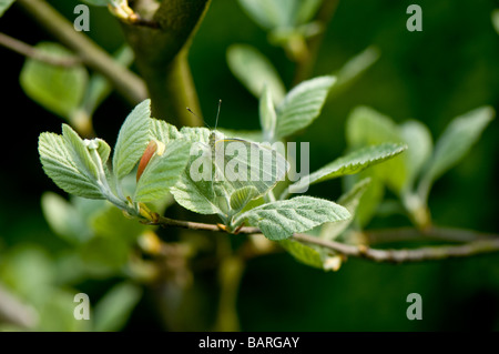 Close-up di un grande (cavolo) bianco butterfly poggiante su una luce verde foglia in buon mimetismo. Foto Stock