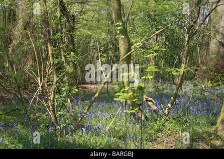 Bluebells crescendo in Shoreham boschi, Kent Foto Stock