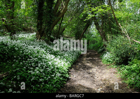 Aglio selvatico piante in fiore Allium Usrinum un inglese boschiva England Regno Unito Foto Stock