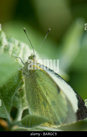 Close-up di un grande (cavolo) bianco butterfly poggiante su una luce verde foglia in buon mimetismo. Foto Stock