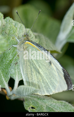 Close-up di un grande (cavolo) bianco butterfly poggiante su una luce verde foglia in buon mimetismo. Foto Stock