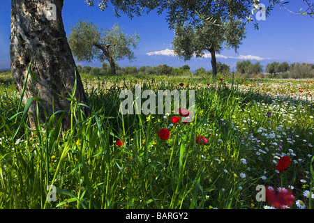 Poppies in un oliveto, Peleponesse, Grecia Foto Stock