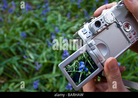 Close-up di una Canon G6 fotocamera di prendere una fotografia di close-up di British Bluebells. Foto Stock