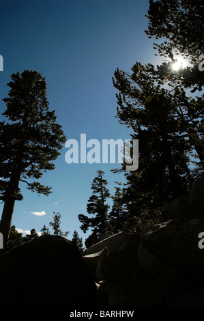 La luce del sole raggiante attraverso gli alberi di pino in montagna Foto Stock