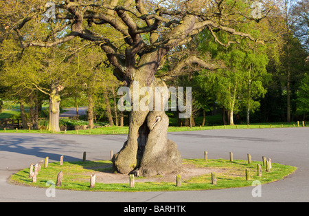 Un antico albero di quercia in Glenfield Lodge Park nella periferia di Leicester Regno Unito Foto Stock