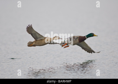 Maschio e femmina adulti Mallard battenti. Foto Stock