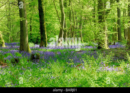 Bluebell boschi su North Downs, Surrey Foto Stock