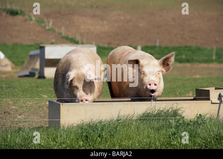 Due maiali di bere in un trogolo di acqua Foto Stock