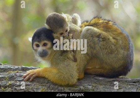 Carino Scimmia di scoiattolo baby sulle madri torna Saimiri sottofamiglia saimiriinae Foto Stock