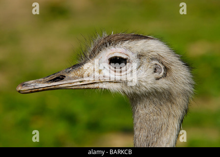 Profilo di struzzo Foto Stock