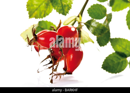 Cinorroidi (Rosa canina), close-up Foto Stock